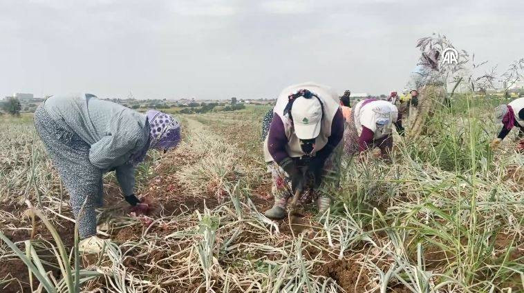 Hasadı başladı kilosu 30 TL. Şafak vakti toplanıyor Kansere kalkan oluyor - Resim: 12